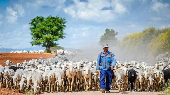 Más de 600 ganaderos murcianos recibirán en octubre 5,5 millones de euros por la ayuda extraordinaria de la sequía