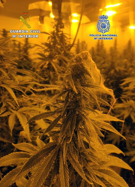 tráfico de drogas en murcia y cartagena