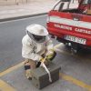 Los bomberos de Cartagena intensifican su trabajo contra los enjambres de abejas