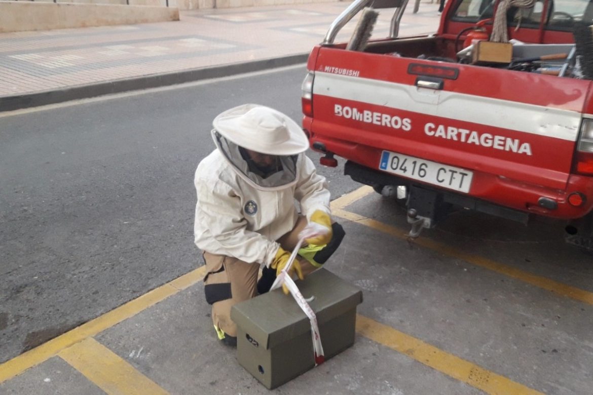 bomberos cartagena abejas