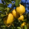 Agricultores de limón en Murcia excluidos de las reducciones fiscales: AILIMPO exige rectificación