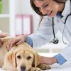 Veterinarios en Pie de Guerra: El Impacto del Real Decreto 666-2023