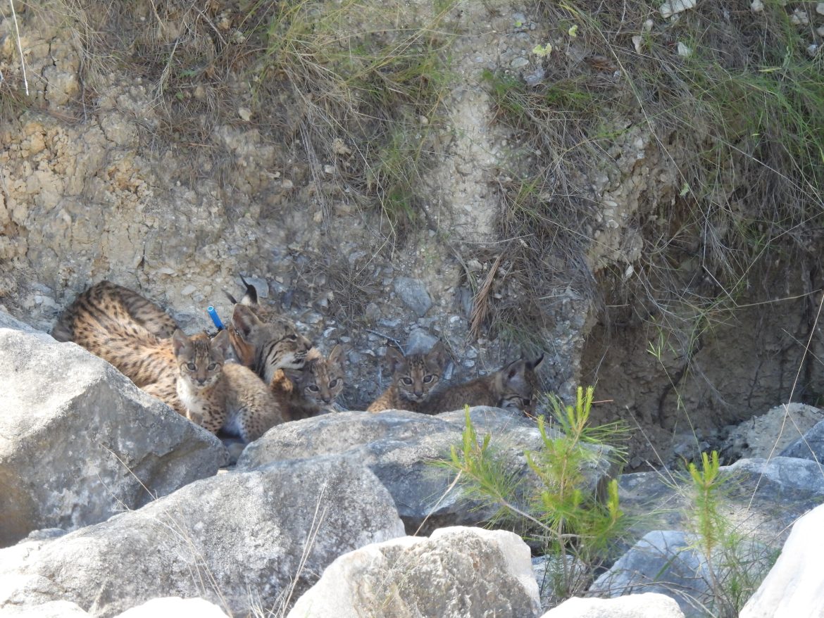 20260526 Lince Iberico Urtsu con su camada de 4 cachorros 5